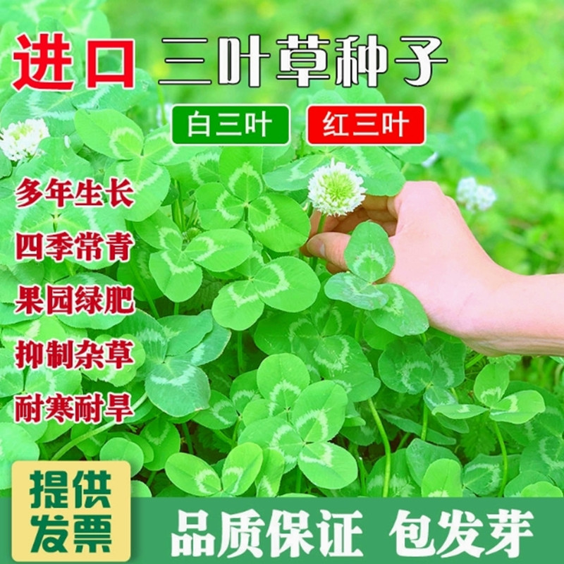 三叶草种子红三叶白三叶草籽四季绿化草坪种子绿肥草籽草种子