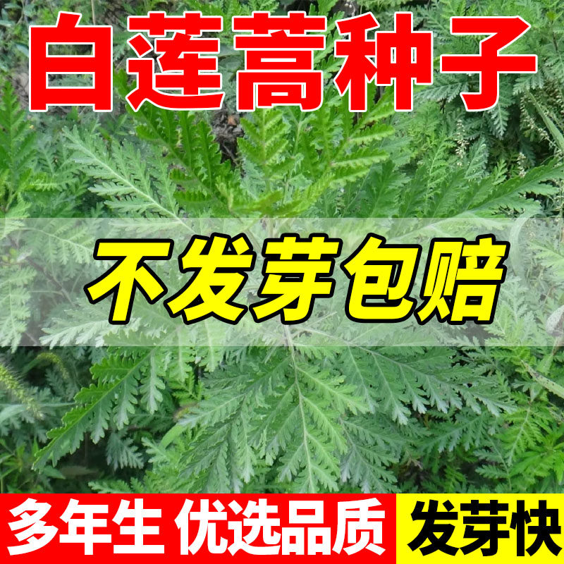 新采白莲蒿草籽野生白蒿铁杆蒿种子护坡绿化播种常青植物多年生