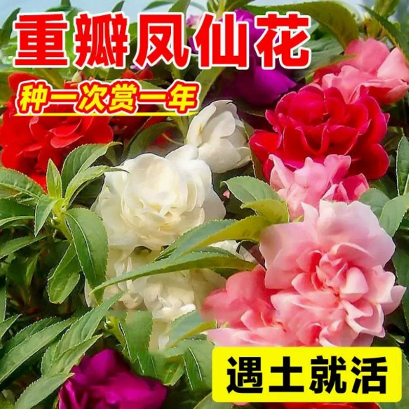 重瓣茶花凤仙花种子七彩指甲草指甲花盆栽四季开花易活花种籽子孑