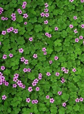 三叶草四叶草种子幸运草四季常青易种活园林绿化庭院护坡草坪种籽