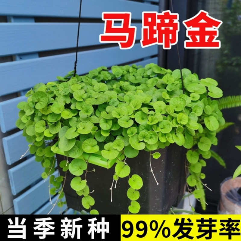 马蹄金草种草坪种子草籽 马蹄筋金钱草 铜钱草种子绿化草坪种子