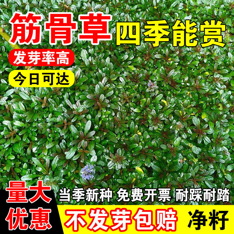筋骨草四季宿根紫色花卉多年生地被植物阳台盆栽种籽