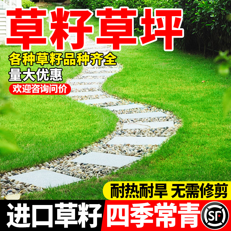草坪草籽四季常青耐寒耐旱公园庭院小区绿化护坡耐践踏包邮