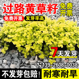 过路黄草籽多年生蔓性草常绿黄金串吊兰黄金佛甲草园晶草耐寒