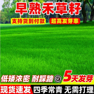 进口草地午夜早熟禾种子四季青草坪不修耐践踏好管理狗牙根黑麦草