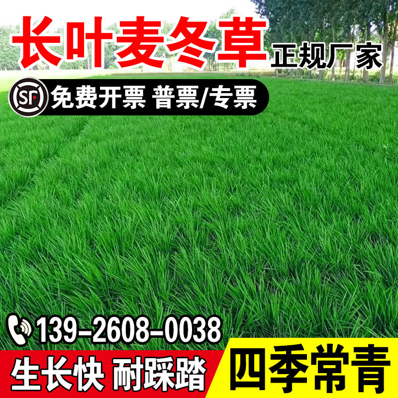 长叶麦冬草玉龙草日本矮麦冬草种籽细叶麦冬庭院绿化种子