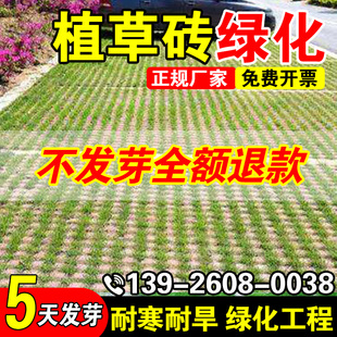 植草砖绿化四季常青耐践踏公园民宿绿化免修剪草坪草籽多年生