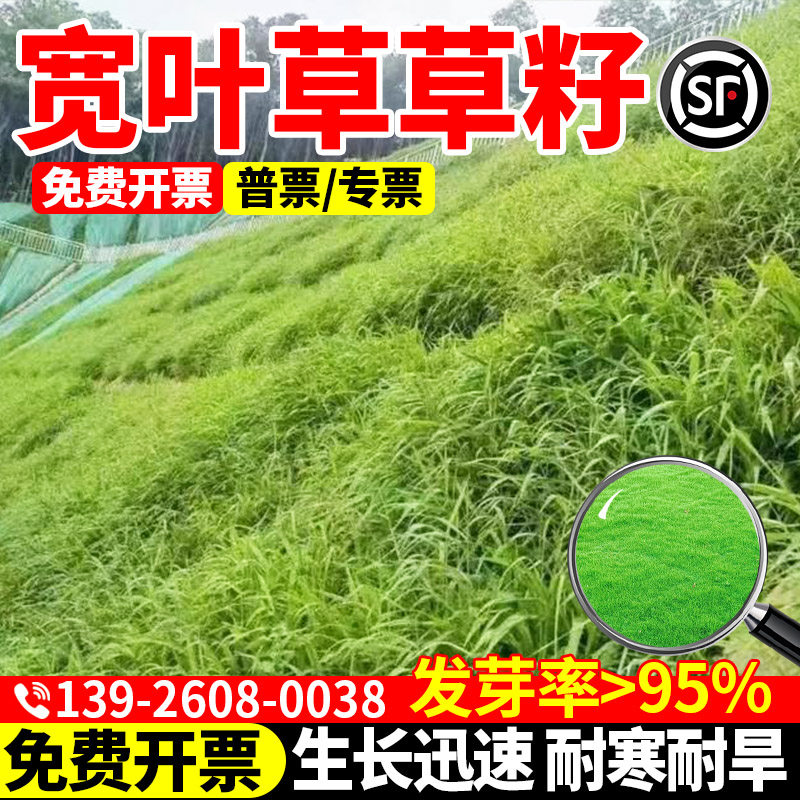 宽叶草籽草坪草籽宽叶草边坡绿化耐热耐旱护坡固土种子植物包邮