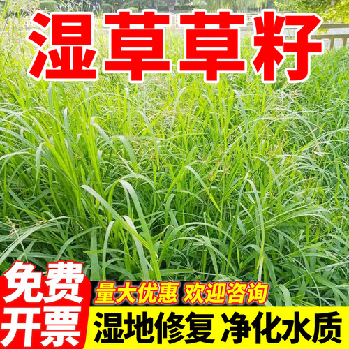 多年生耐水湿固土复绿草籽