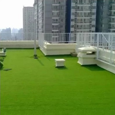 进口果岭草种子 庭院高尔夫球场专用草坪草籽 耐寒耐践踏四季常青