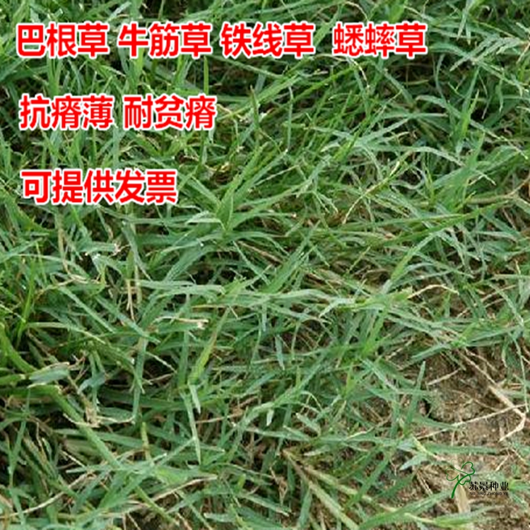 进口绿化专家蟋蟀草防水流失种子