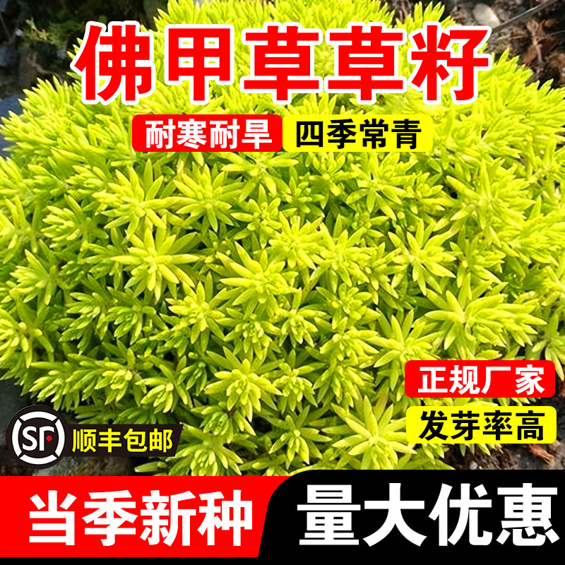 佛甲草草籽金叶佛甲草皮种植盘批发常绿绿植别墅屋顶佛甲草籽