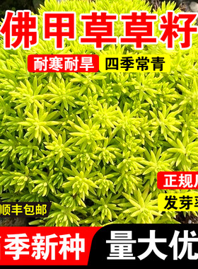 佛甲草草籽金叶佛甲草皮种植盘