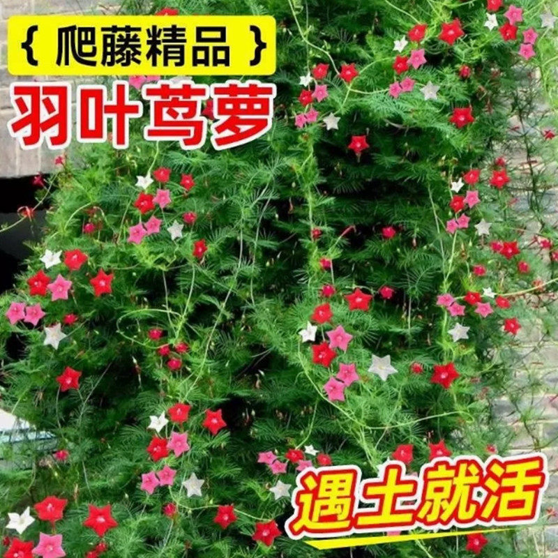 种子爬藤羽叶茑萝种子五角星花易种阳台花新娘花莺萝庭院植物花籽