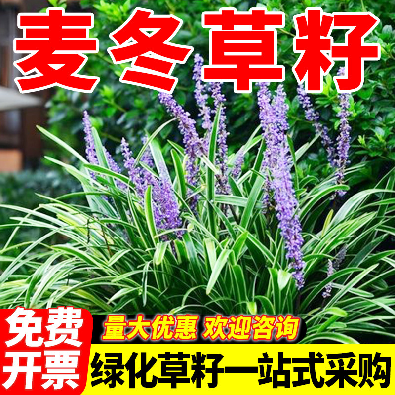 麦冬草草籽玉龙草种子四季青矮生细叶宽叶金边绿化庭院种籽孑图片