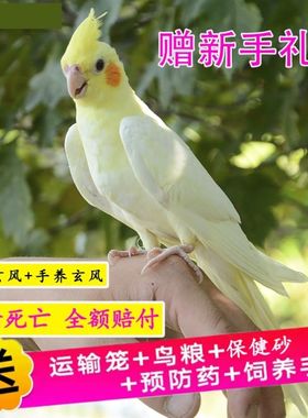 玄凤鹦鹉鹦鹉活鸟可以说话的鸟