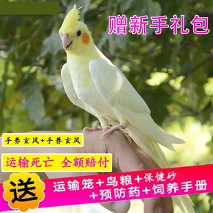 玄凤鹦鹉活体会学说话手养宠物黄化玄凤一对可繁殖鸟活物鹦鹉活鸟