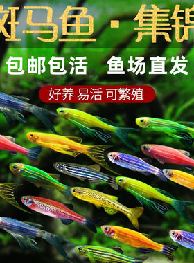 淡水斑马鱼热带观赏长尾翼