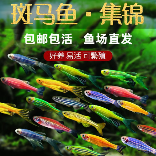淡水斑马鱼热带观赏长尾翼