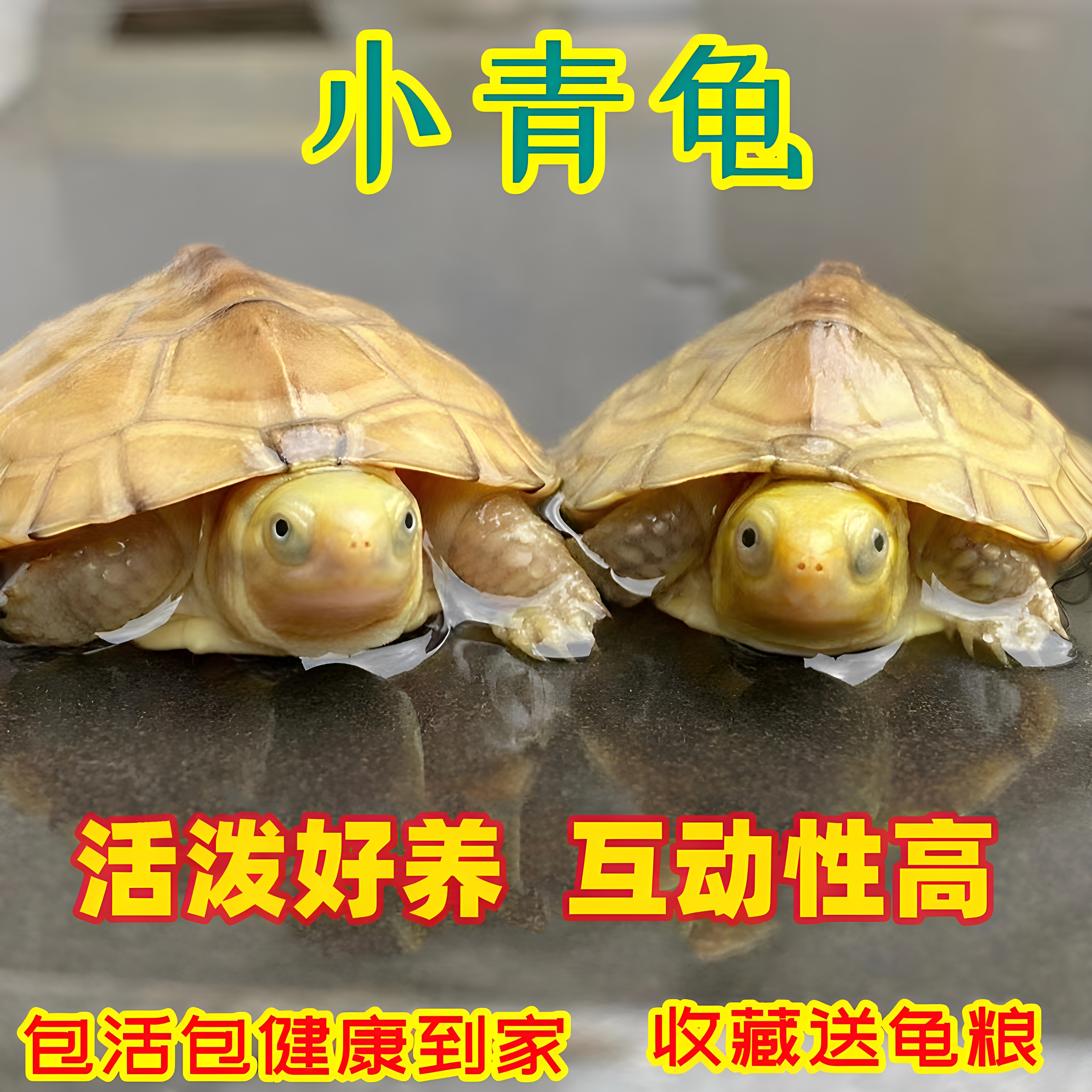纯种小青龟黄喉拟水龟三黄龟皖南金钱龟活物宠物活体招财北石小青