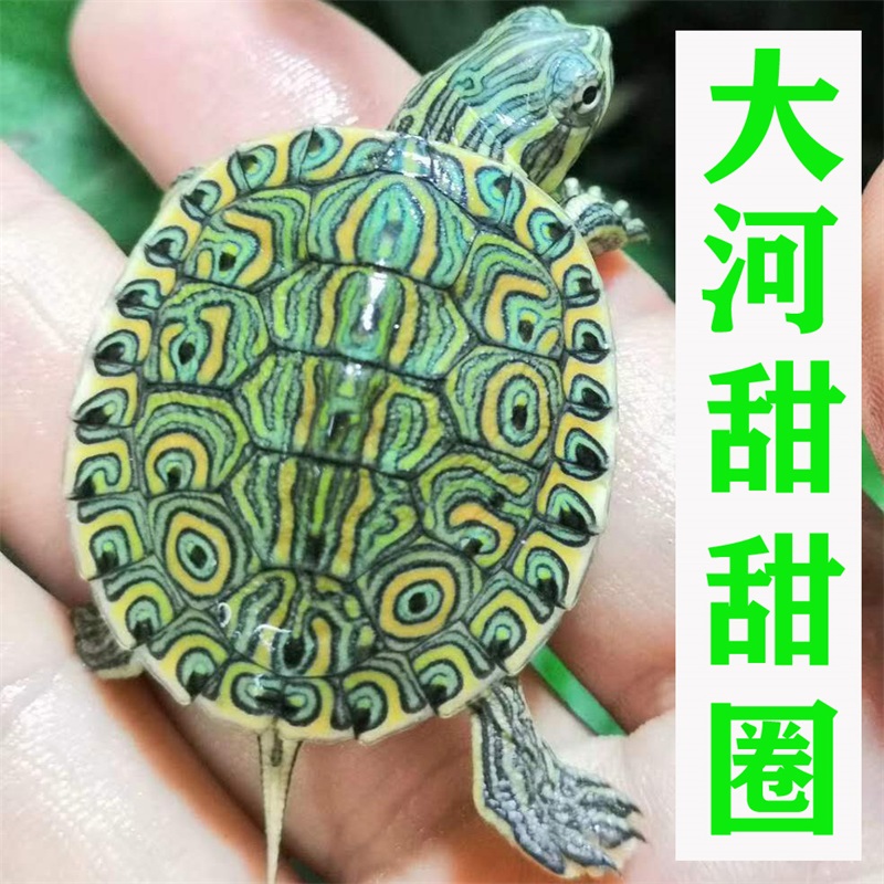 大河甜圈孔雀龟佛州彩深水