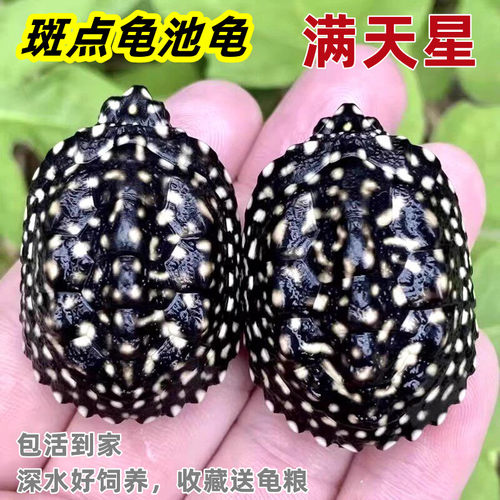 斑点龟深水龟鱼缸混养深水龟