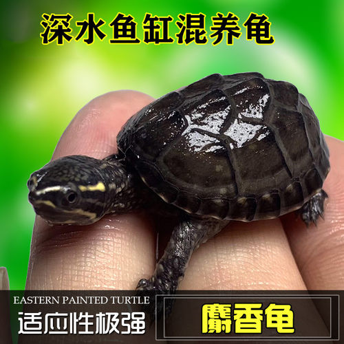 乌龟麝香龟活物鱼缸混养龟蛋龟苗