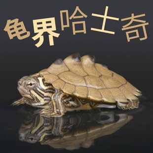黑瘤地图乌龟深水龟鱼缸混养小乌龟活物家养懒人宠物密西西比地图