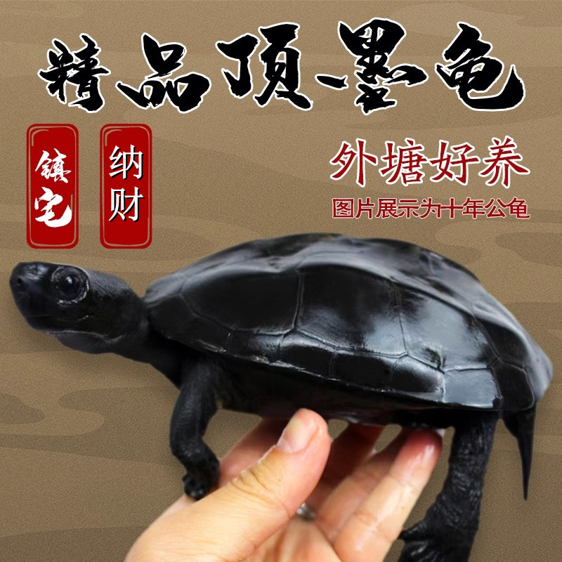顶墨龟纯种全黑乌龟苗外塘中华草龟活体小乌龟活物陆地罕见宠物龟
