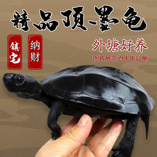 顶墨龟纯种全黑乌龟苗外塘中华草龟活体小乌龟活物陆地罕见宠物龟
