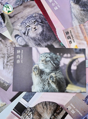 明信片兔狲-西宁野生动物园兔狲明信片卡片