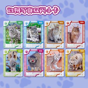 雪豹兔狲猞猁荒漠猫写真双闪小卡西宁野生动物园生态文创