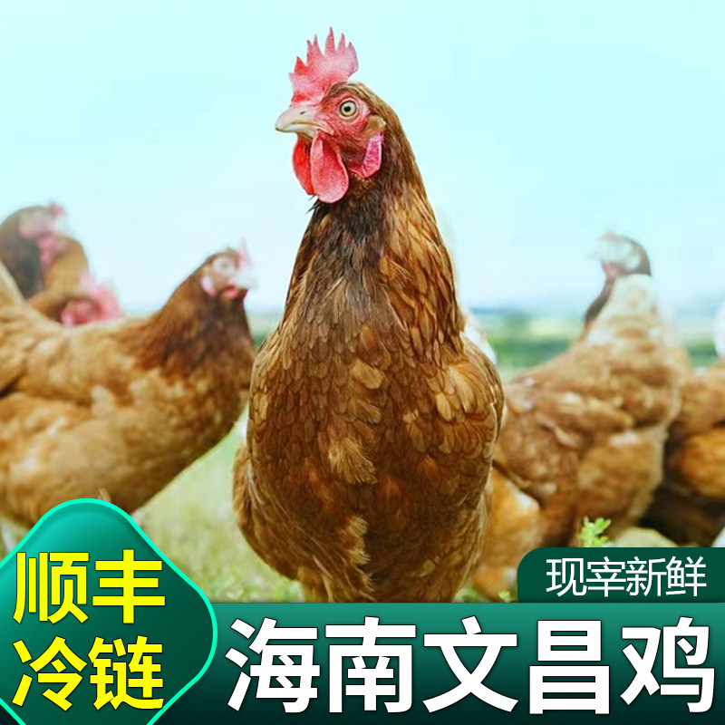 正宗海南文昌鸡新鲜整只鸡肉三亚特产白斩鸡现杀生鲜鸡切块椰子鸡