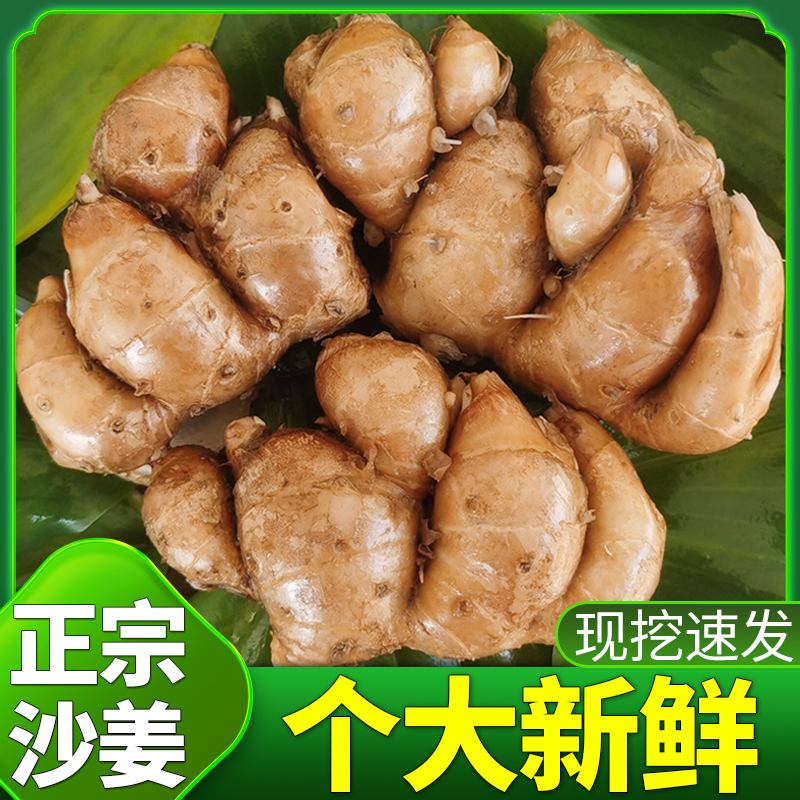 正宗沙姜新鲜个大饱满香味浓现挖