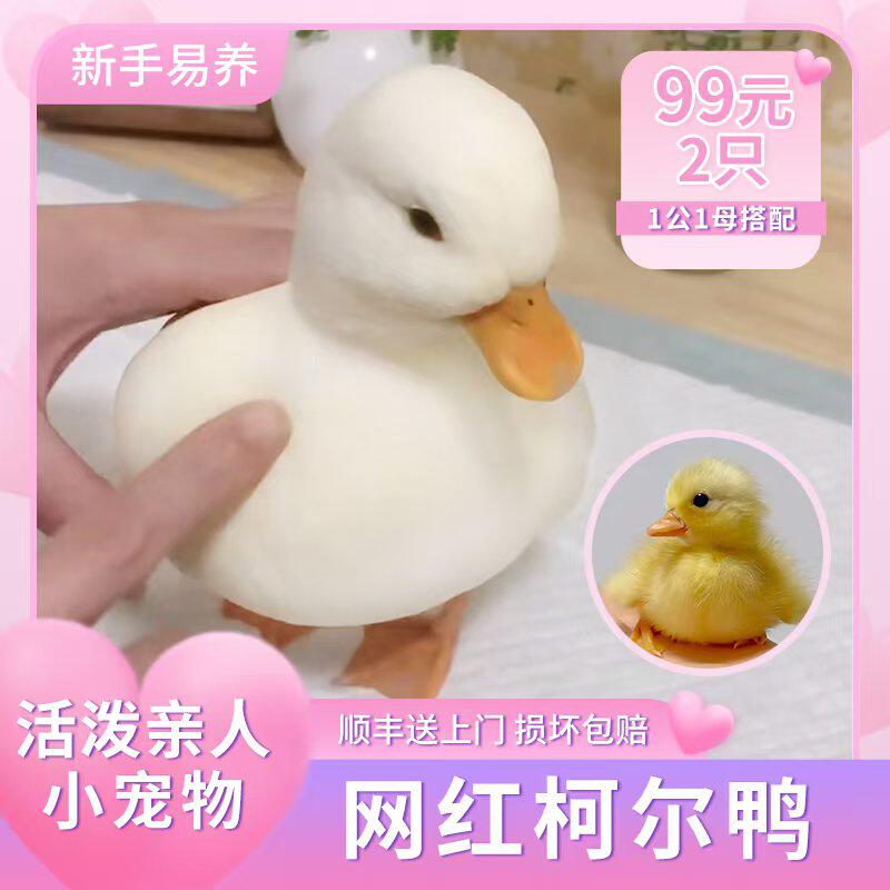 柯尔鸭活宠物柯尔鸭纯种正宗可达鸭活苗小黄鸭子活的科尔鸭小幼苗