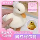 柯尔鸭活宠物柯尔鸭纯种正宗可达鸭活苗小黄鸭子活 科尔鸭小幼苗