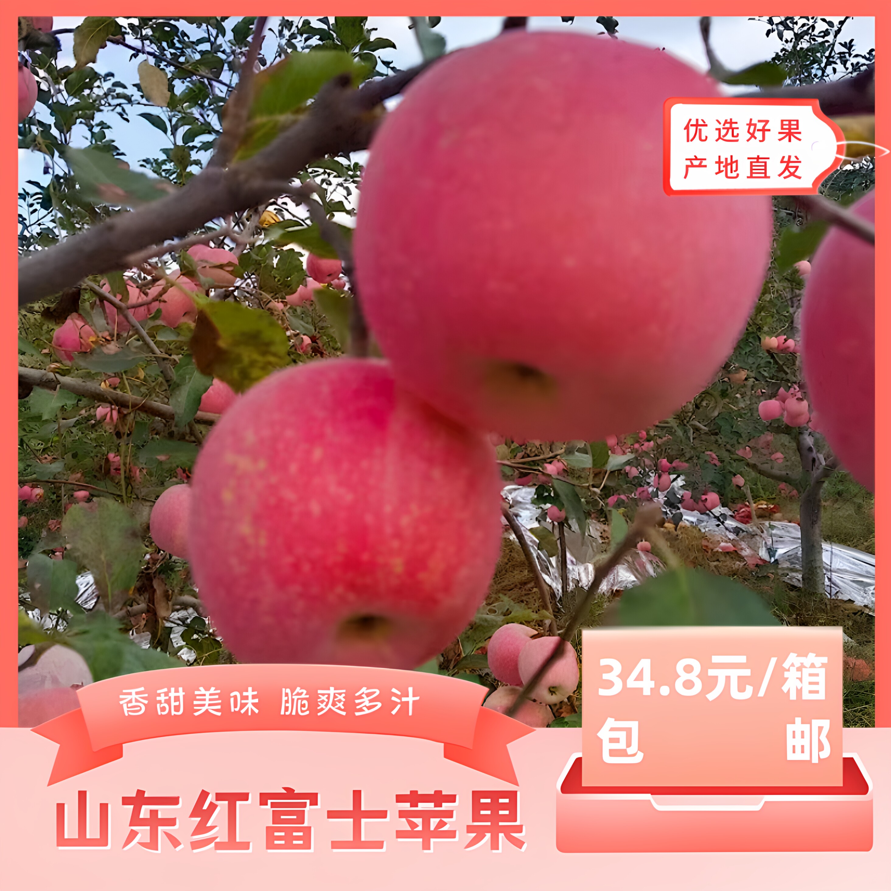 红富士甘甜爽脆美味多汁产地包邮