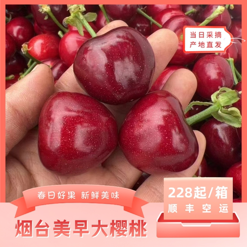 春日好果新鲜美味顺丰包邮