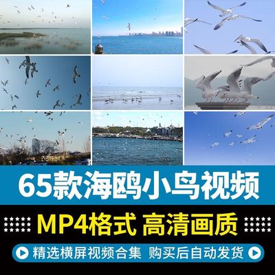 高清海鸥小鸟类飞翔翱翔蓝天白云海边风景实拍特写剪辑短视频素材