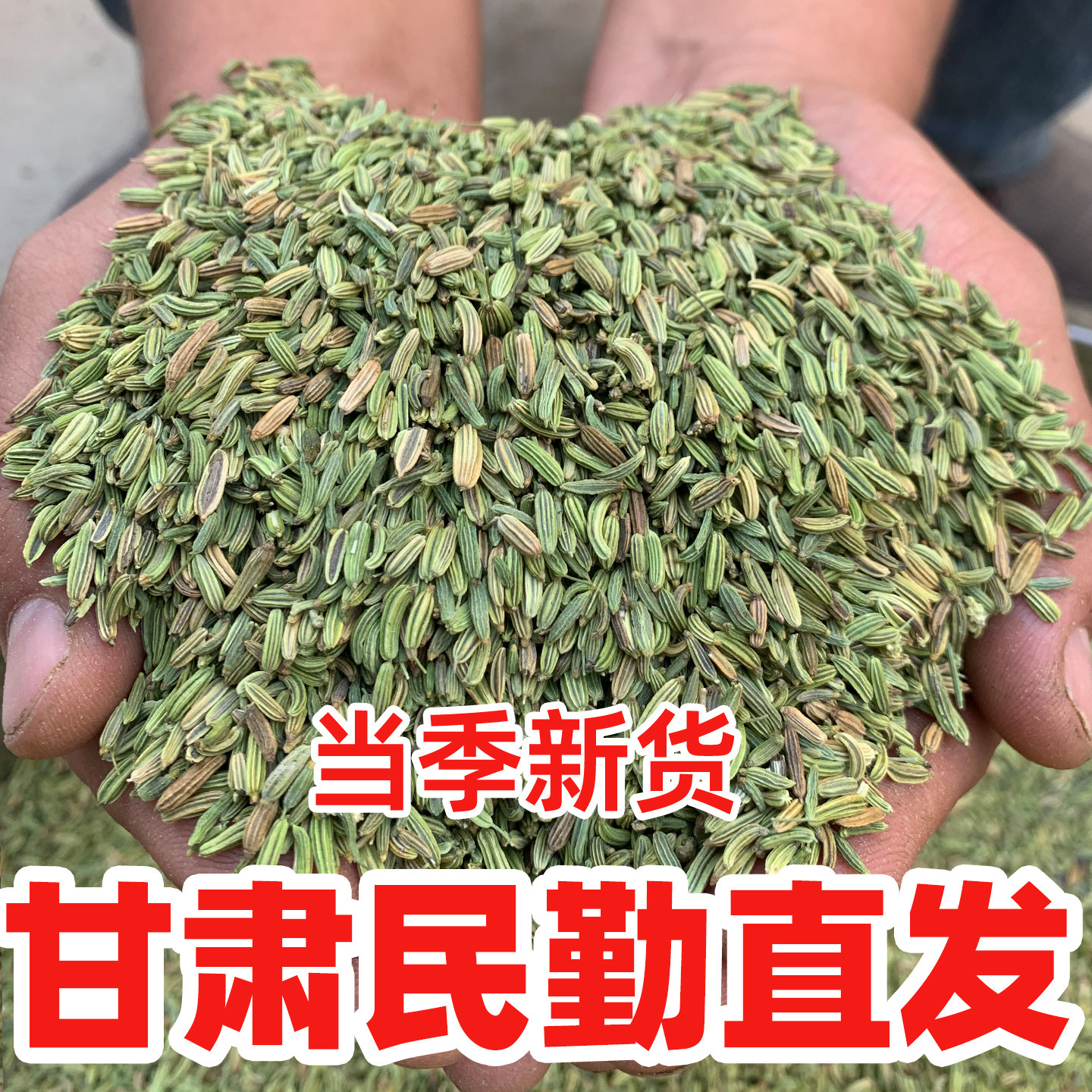 【当季新货】甘肃民勤小茴香香料香辛料/干调类