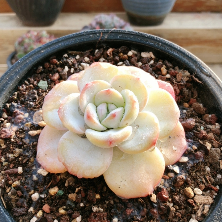 10026粉雪莲,鲜花速递/花卉仿真/绿植园艺,多肉植物,淘宝优惠券,粉丝福利购,淘宝优惠卷