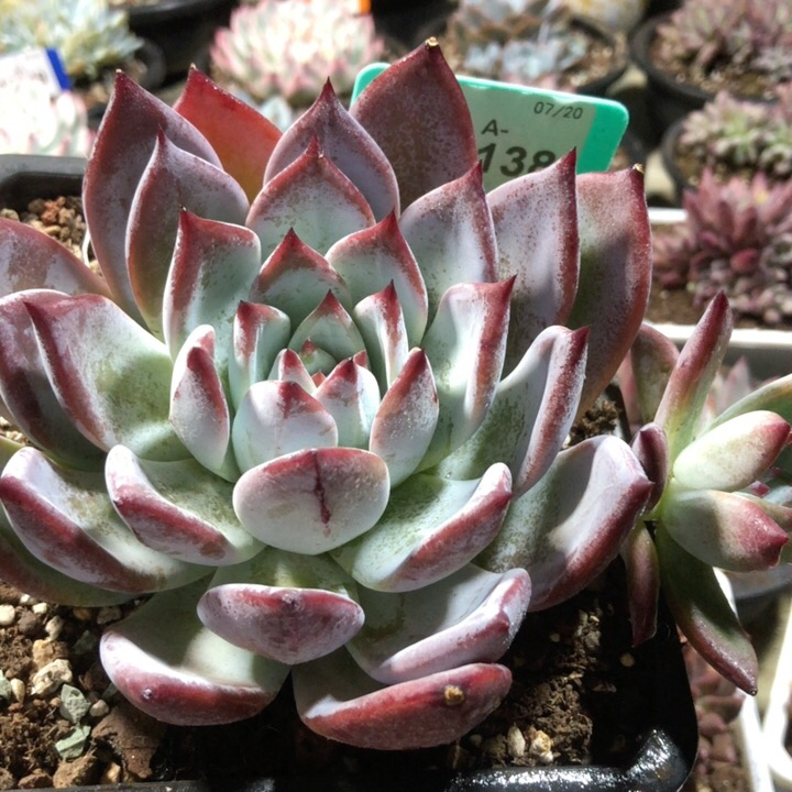 正版祖母绿多肉一物一拍精美韩货大冠服