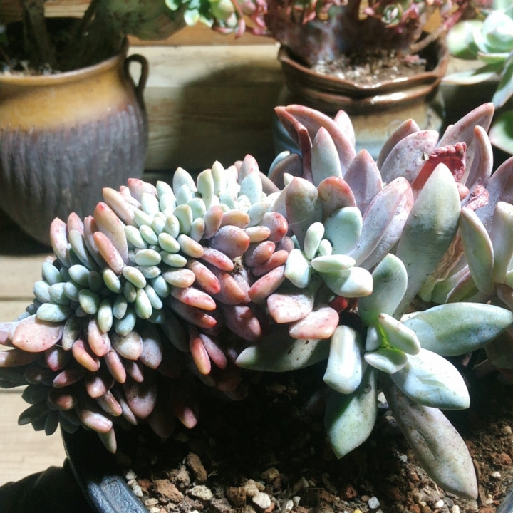 9264粉兔缀,鲜花速递/花卉仿真/绿植园艺,多肉植物,淘宝优惠券,粉丝福利购,淘宝优惠卷