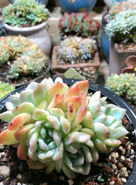 10252琥珀