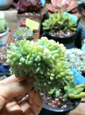 10091小叶星影缀