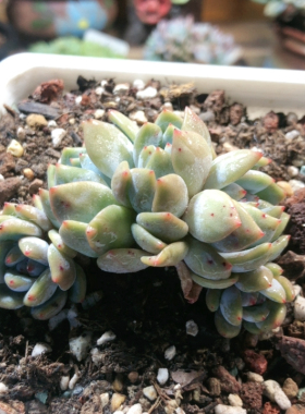 10214小叶星影