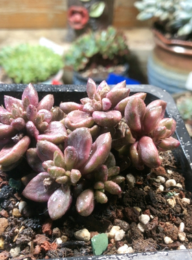 10264紫芯锦