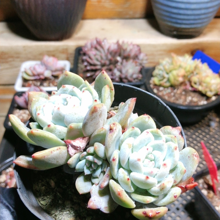 9105韩橙,鲜花速递/花卉仿真/绿植园艺,多肉植物,淘宝优惠券,粉丝福利购,淘宝优惠卷