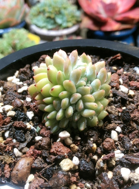 10076小叶星影缀