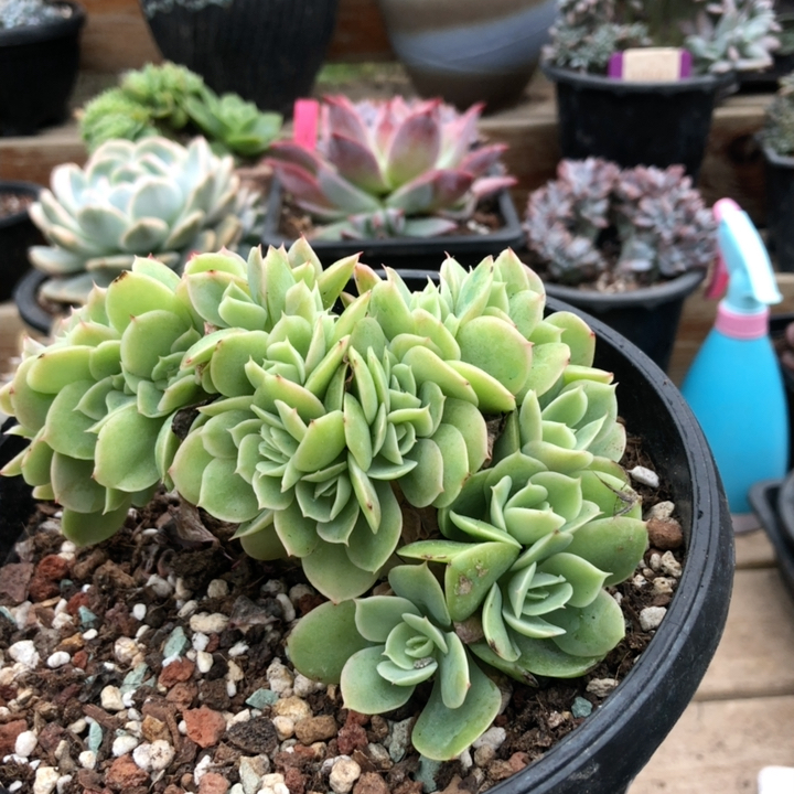 10471星纳塔缀